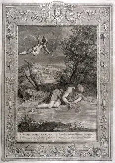 NARCISSUS