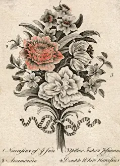 Posy Prints: Narcissus Etc C18Th