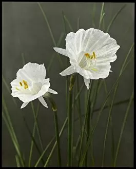 Amaryllidaceae Gallery: Narcissus Cantabricus Monophyllus