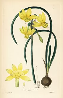 Lindley Collection: Narcissus cernuus daffodil
