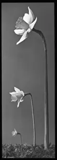 Narcissus (Daffodil)