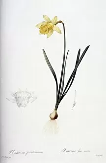 Amaryllidaceae Gallery: Narcissus, daffodil