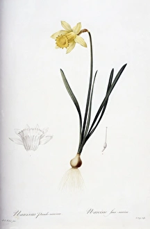 Daffodil, Narcissus available as Framed Prints, Photos, Wall Art and Photo  Gifts