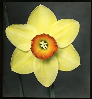 Amaryllidaceae Gallery: Narcissus Marksman