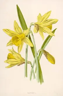 Narcissus Pseudo-Narcis