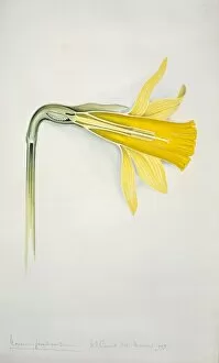 Amaryllidaceae Gallery: Narcissus pseudonarcissus, daffodil
