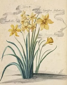 Amaryllidaceae Gallery: Narcissus sp. daffodil