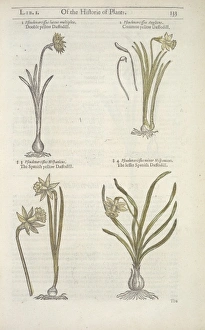 Plants/Mandragora