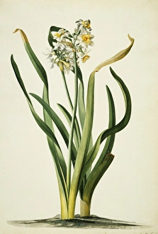 Amaryllidaceae Gallery: Narcissus tazetta, daffodil