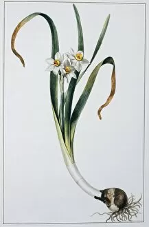 Asparagales Gallery: Narcissus tazetta, tazetta