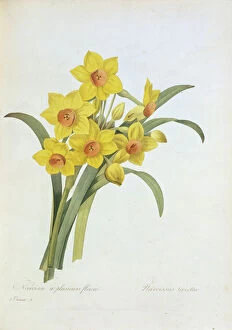 Monocotyledon Collection: Narcissus tazetta, tazetta daffodil