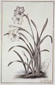 Amaryllidaceae Gallery: Narcissus x medioluteus, peerless primrose