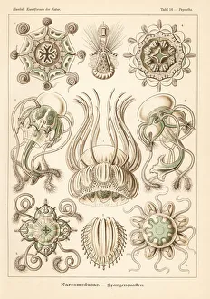 Aegina Gallery: Narcomedusae jellyfish