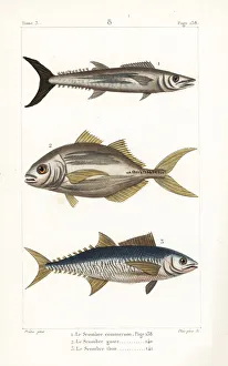 Germain Gallery: Narrow-barred Spanish mackerel, torpedo scad