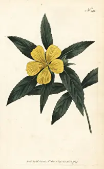 Angustifolia Prints: Narrow-leav d turnera, Turnera angustifolia