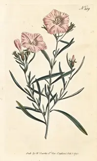 Sansom Prints: Narrow-leaved convolvulus, Convolvulus linearis