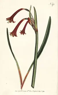 Narrow Leaved Prints: Narrow-leaved cyrtanthus, Cyrtanthus angustifolius