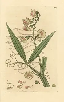 Sowerby Prints: Narrow-leaved everlasting pea, Lathyrus sylvestris