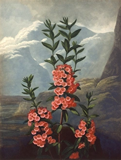 Latest Fine Art Gallery: The Narrow-leaved Kalmia