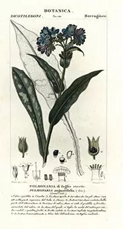 Narrow-leaved lungwort, Pulmonaria angustifolia