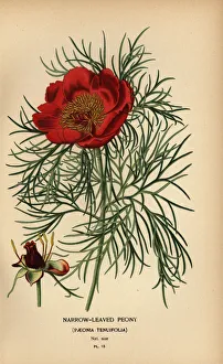 Desire Prints: Narrow-leaved peony, Paeonia tenuifolia