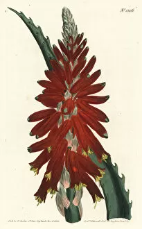 Narrow leaved sword aloe, Aloe arborescens