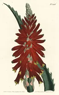 Aloe Prints: Narrow leaved sword aloe, Aloe arborescens