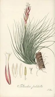 South America Prints: Narrowleaf airplant, Tillandsia tenuifolia