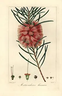 Narrowleaf bottle brush, Callistemon linearis