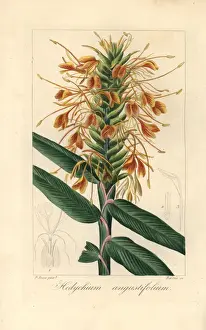 Pancracebessa Prints: Narrowleaf ginger, Hedychium angustifolium