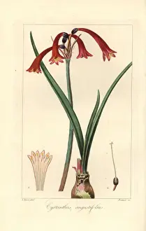 Pancracebessa Prints: Narrowleaved cyrtanthus, Cyrtanthus angustifolius