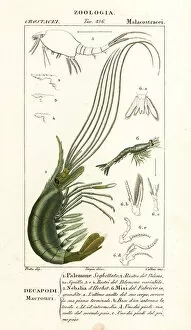 Crustacean Collection: Narwal shrimp, leptostracan and mysid shrimp