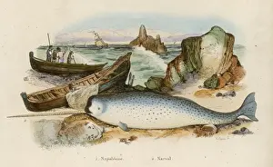 Tusk Prints: NARWHAL