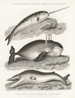 Enlightenment Prints: Narwhal, bowhead and fin whales