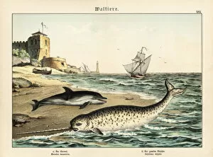 Schubert Gallery: Narwhal and dolphin