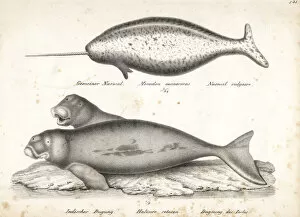 Brodtmann Collection: Narwhal and dugong (vulnerable)