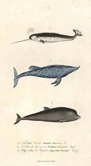 Primevere Prints: Narwhal, goose-beaked whale and northern bottlenose whale