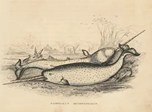 Monodon Prints: Narwhal, Monodon monoceros