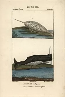 Narwhal or narwhale, Monodon monoceros