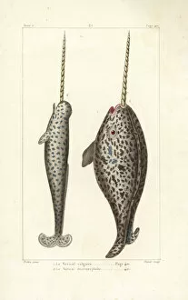 Narwhal or sea canary, Monodon monoceros