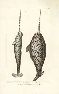 Unicorn Prints: Narwhal or sea canary, Monodon monoceros
