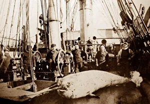 Whaling Prints: Narwhal on whaling ship in the Arctic