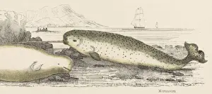 Exceptionally Prints: Narwhals on the Shore