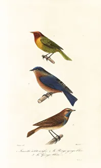 Achille Richard Prints: Nashville warbler, eastern bluebird and bluethroat