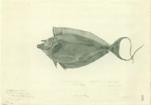 Fishes Collection: Naso lituratus, orangespine unicornfish
