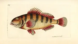 Striatus Prints: Nassau grouper, Epinephelus striatus