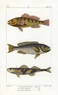 Striatus Prints: Nassau grouper, redtail parrotfish and the Rhone apron