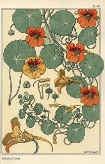 Andtheirapplicationtoornament Collection: Nasturtium botanical study