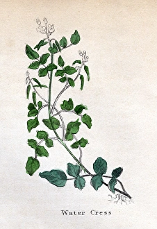 Cress Collection: Nasturtium Officinale