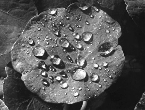 Images Dated 16th June 2011: Nasturtium Raindrops